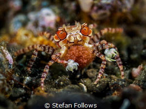 Next Generation

Pom Pom Crab - Lybia tessellata

Ame... by Stefan Follows 